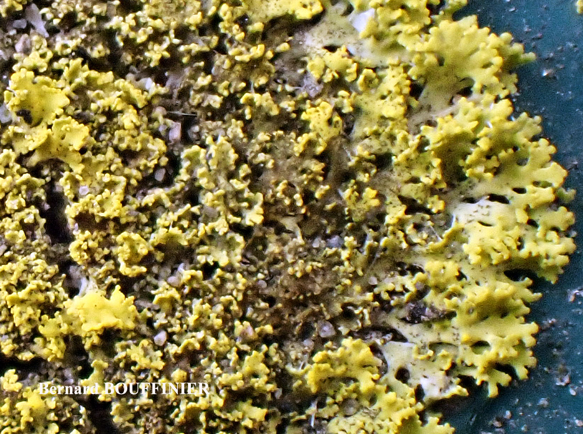 Candelaria concolor forme sur substrats artificiels.